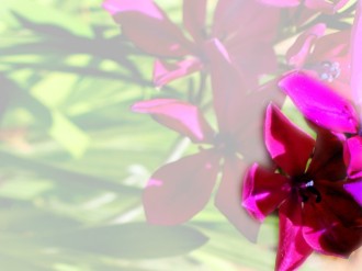 Magenta%20Blossom%20with%20Faded%20Backdrop