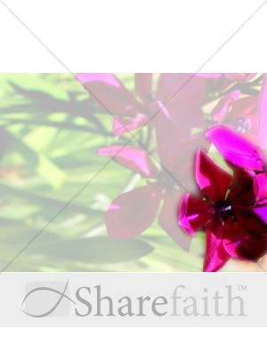Magenta Blossom with Faded Backdrop