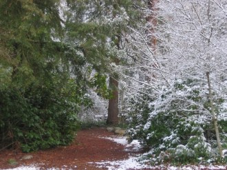 Trees with Snow Photo