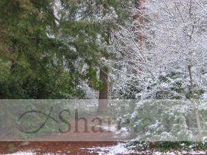 Trees with Snow Photo