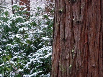 Winter%20Tree%20Scene
