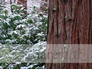 Winter%20Tree%20Scene