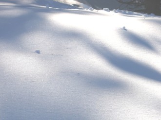 Snow%20with%20Shadows