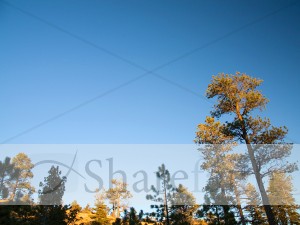Rising%20Pines%20Photo