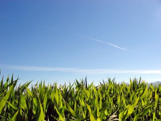 Sunny Green Grass Photo