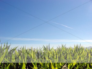 Sunny Green Grass Photo
