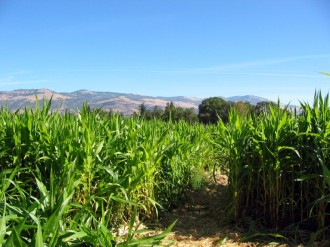 Cultivating the Fields Image
