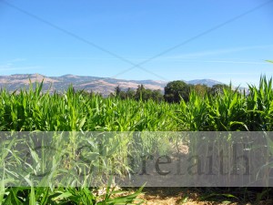 Cultivating the Fields Image