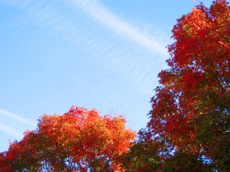 Red%20and%20Orange%20Leaves%20Background