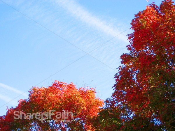 Red and Orange Leaves Background