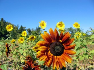 Sunflower Photo Background