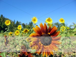 Sunflower Photo Background