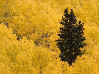 Pine%20Tree%20in%20Autumn%20Forest