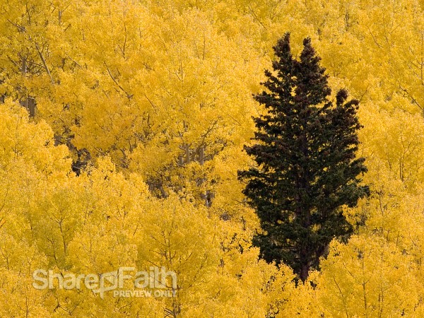 Pine Tree in Autumn Forest