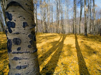 Late%20Autumn%20Birch%20Forest