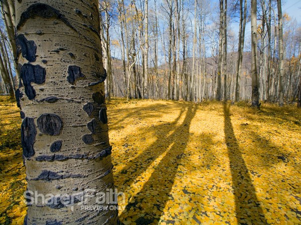 Late Autumn Birch Forest