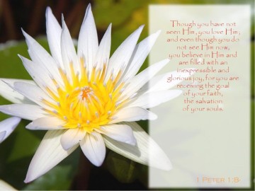 Water%20Lily%20with%20Verse%20from%201%20Peter