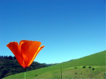 Red%20Flower%20Slide%20with%20Verse%20from%20Acts