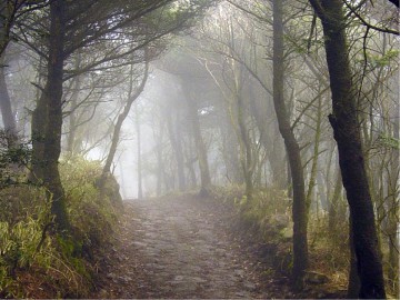 Inspirational%20Path%20in%20the%20Woods%20and%20Quote%20from%20Proverbs