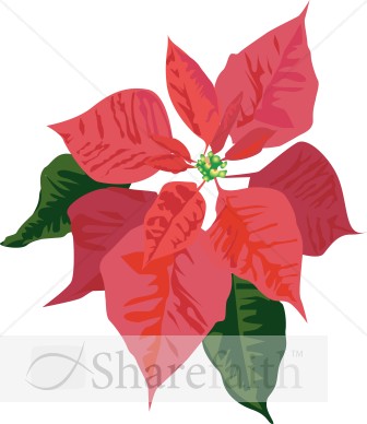 Poinsettia Bloom