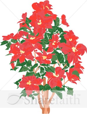 Prolific Poinsettia Plant