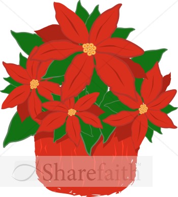 Red%20Poinsettia%20Plant
