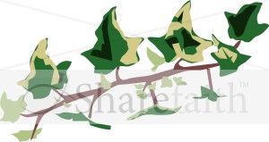 Variegated%20Ivy%20Branch