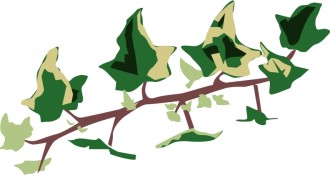 Variegated%20Ivy%20Branch