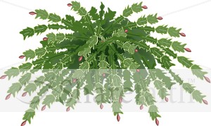 Christmas Cactus Plant