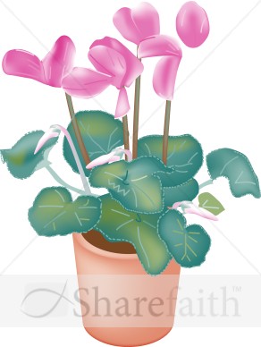 Potted Cyclamen Orchids
