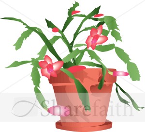 Potted Christmas Cactus