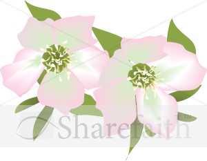 Pink Lily Blossoms
