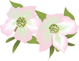 Pink%20Lily%20Blossoms