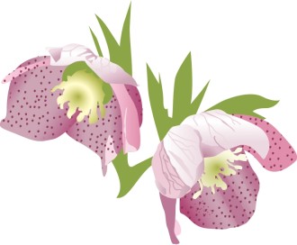 Two%20Purple%20Lilies