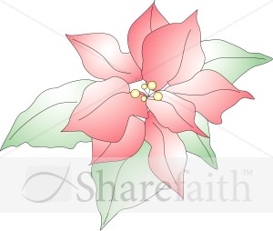 Poinsettia Flower