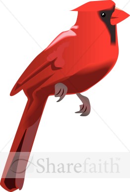 Cardinal Perched
