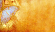 Free Butterfly MySpace Background
