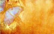 Butterfly Free Twitter Background